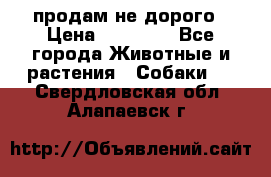 продам не дорого › Цена ­ 10 000 - Все города Животные и растения » Собаки   . Свердловская обл.,Алапаевск г.